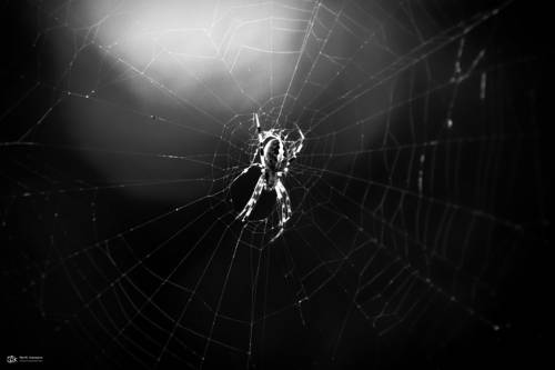 Spider
