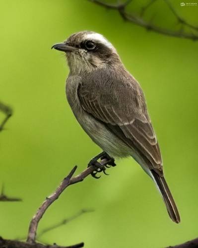 Common Woodshrike Tephrodornis pondicerianus)