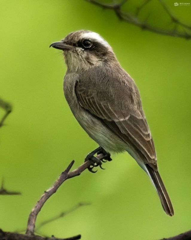 common woodshrike, tephrodornis pondicerianus, grk, greater rann of kutch, nature, 35awards, 35photo, wildlife, birds, birds of india, parth kansara, parth kansara wildlife, indian wildlife, photo, photography, kutch, birds of kutch, nakhatrana, kutch wil Common Woodshrike Tephrodornis pondicerianus) фото превью