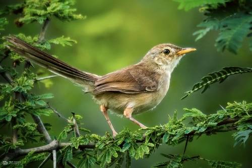 Jungle Prinia (Prinia sylvatica)