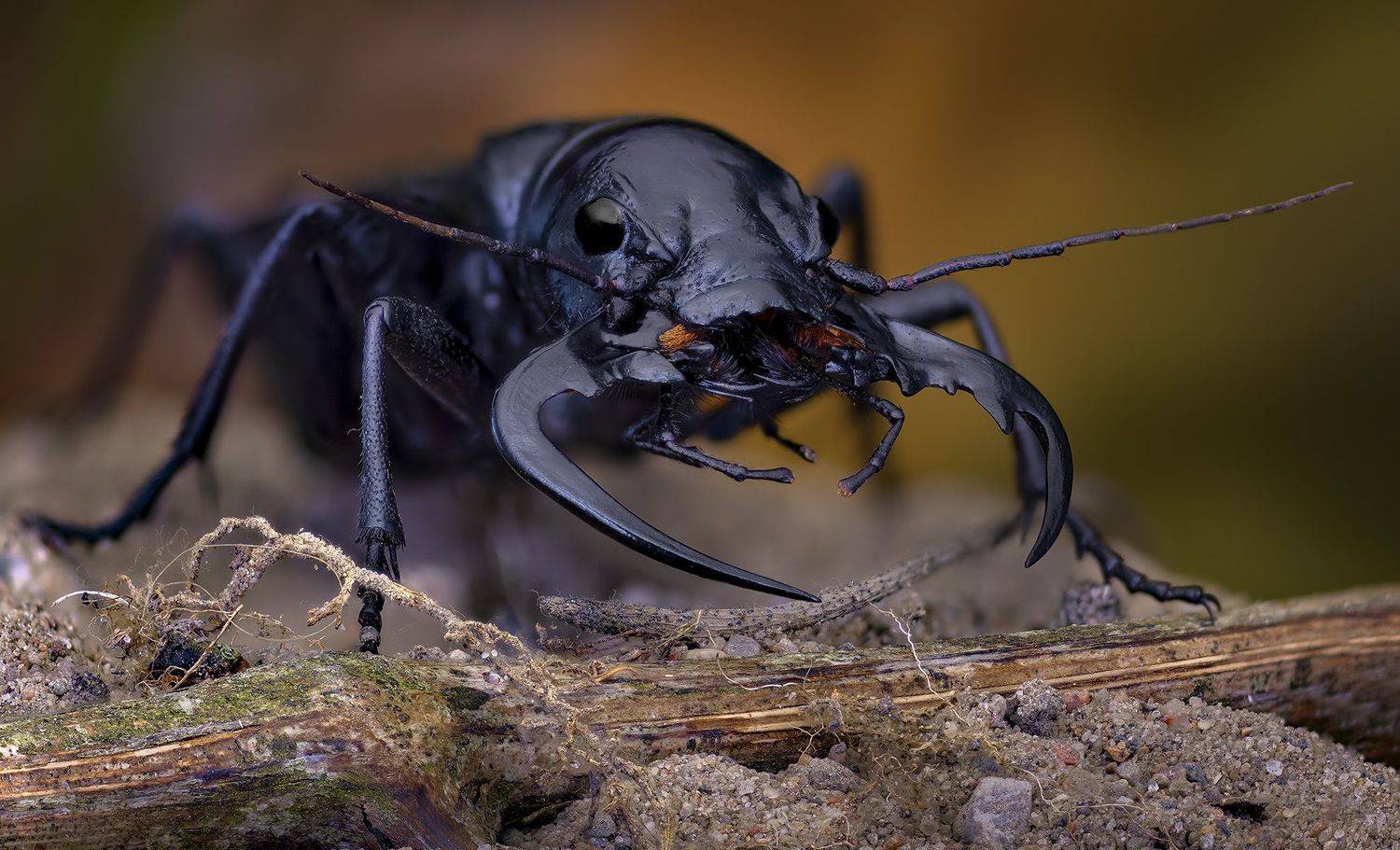 manticora, mygaloides, Eugenijus Kavaliauskas