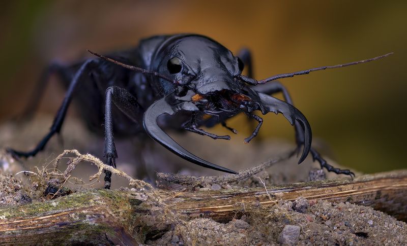 manticora, mygaloides Manticora mygaloides фото превью