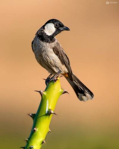 White-eared Bulbul (Pycnonotus leucotis)