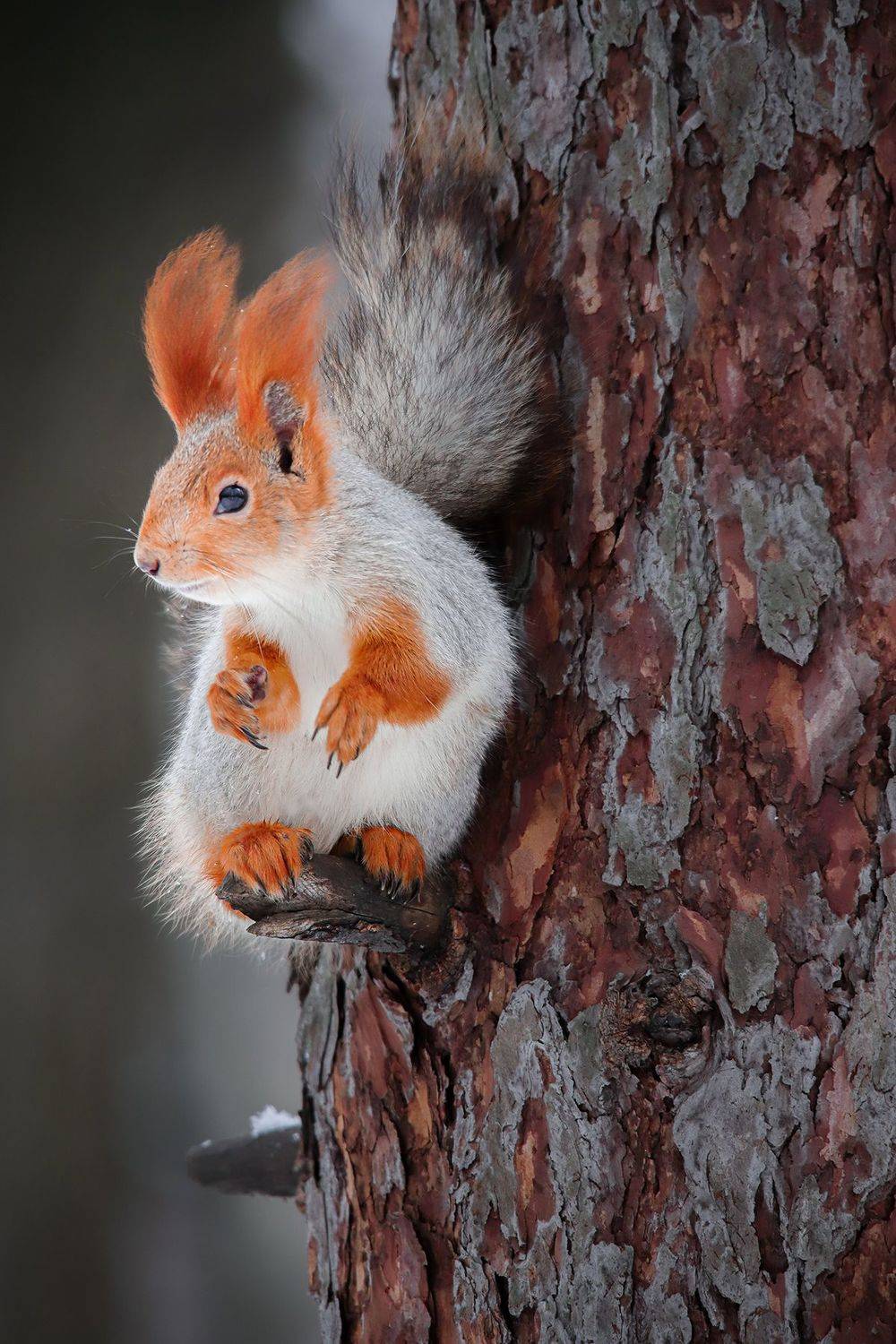 , Чудинин Дмитрий