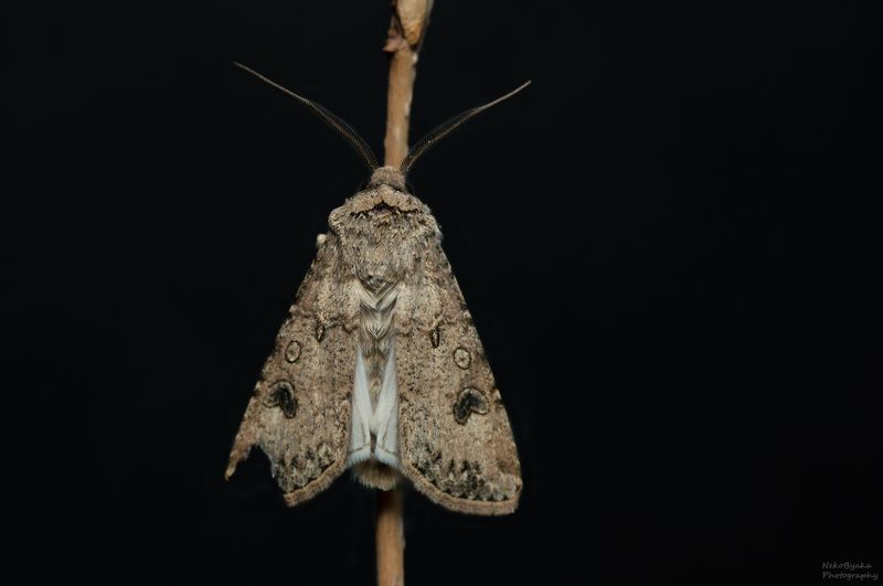 макро, природа, насекомые, бабочка, мотылек, macro, nature, insect, moth, butterfly Совка озимая фото превью
