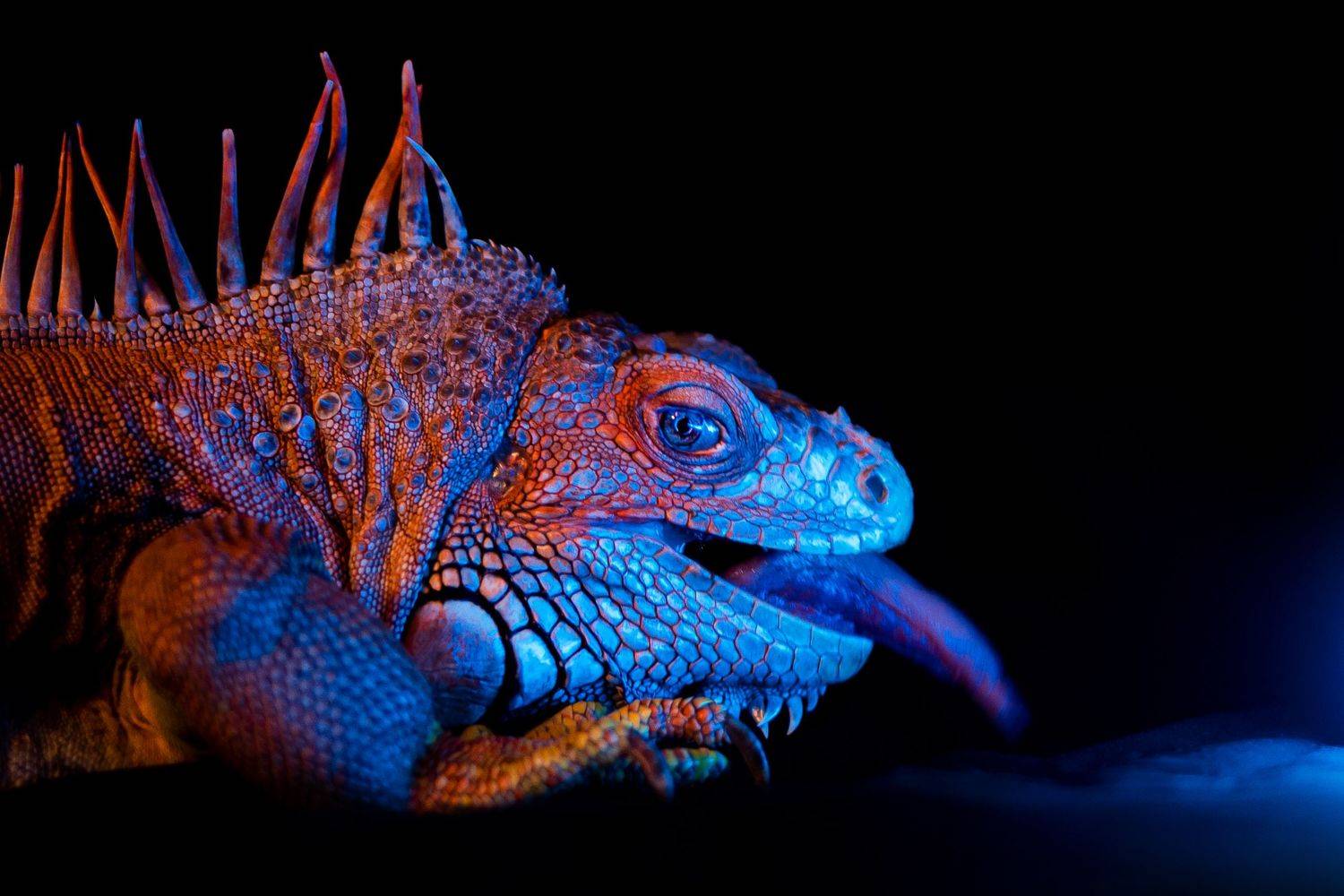 игуана анималистика портрет черный дома животные цветной свет, Киреева Екатерина