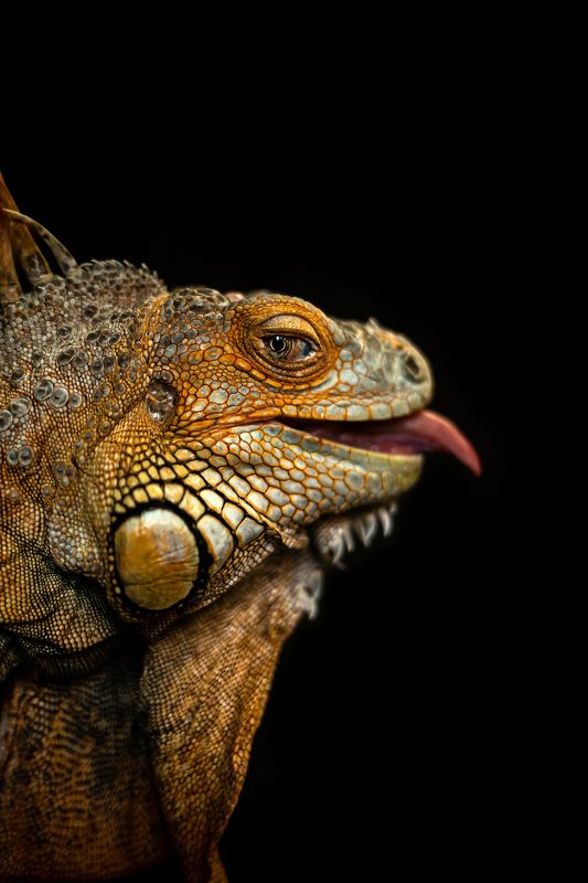игуана анималистика портрет черный дома животные Хитрый взгляд фото превью