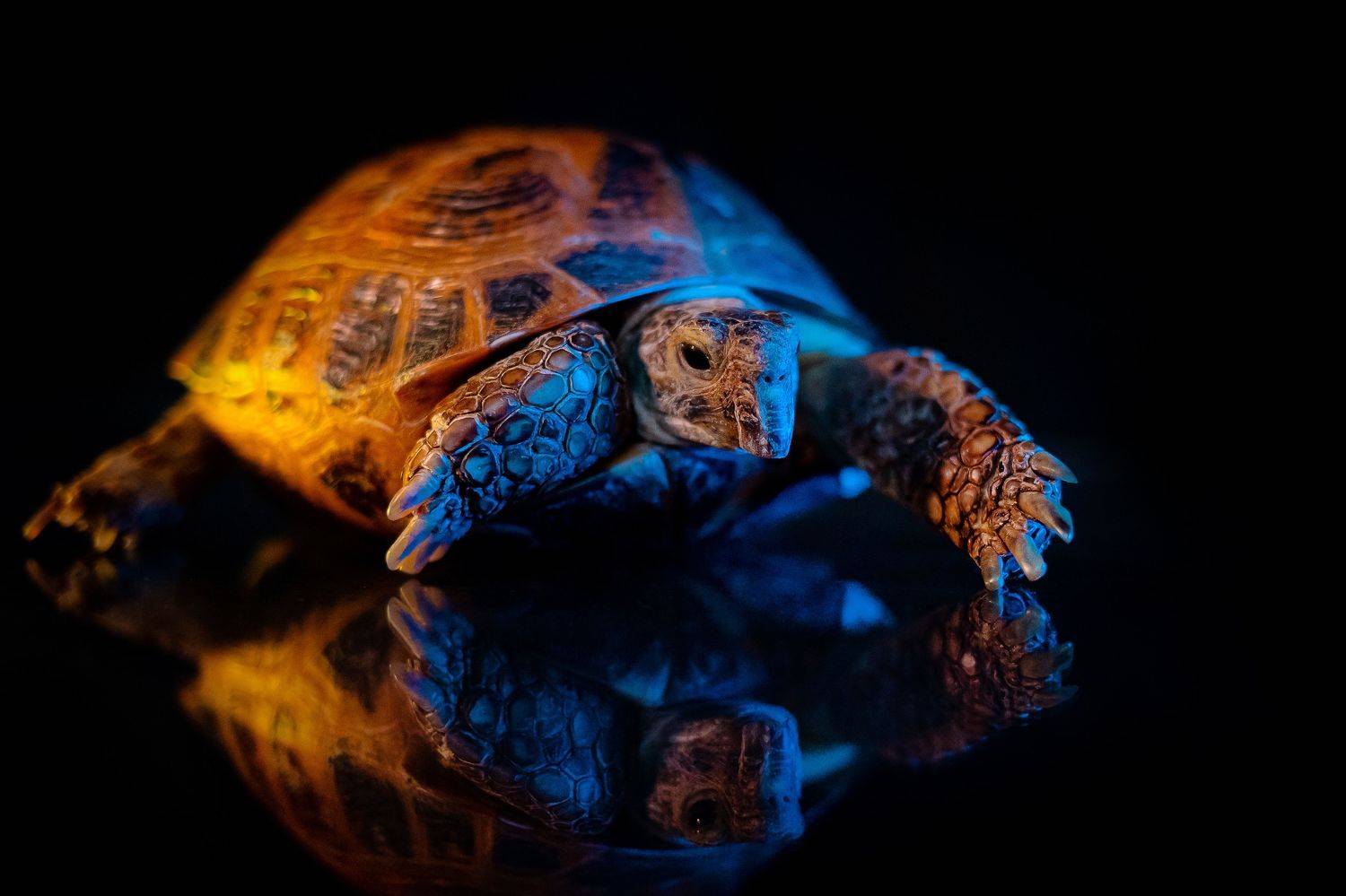 черепаха анималистика портрет черный дома животные цветной свет, Киреева Екатерина