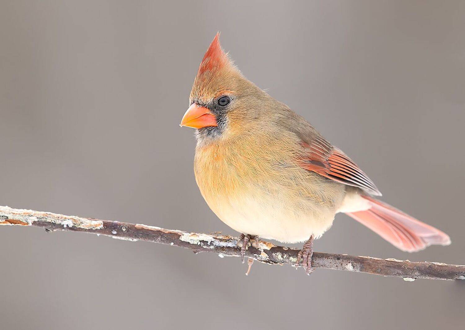 красный кардинал, northern cardinal, cardinal,кардинал,зима, Etkind Elizabeth