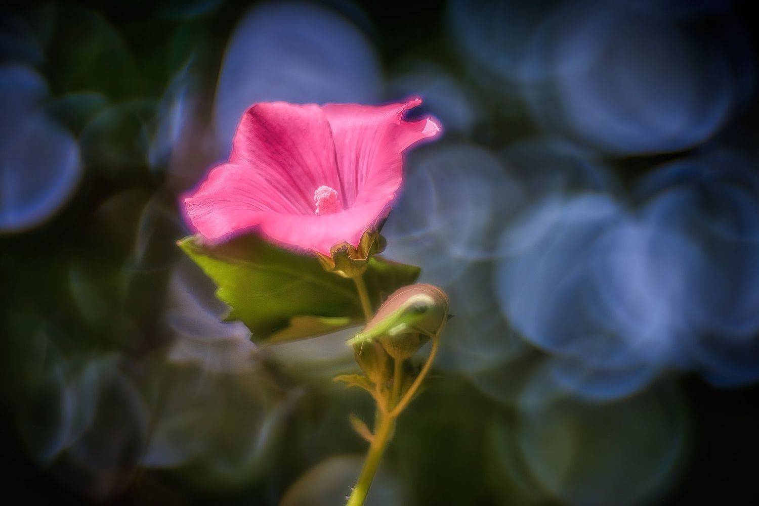 , Владислав Храмцов