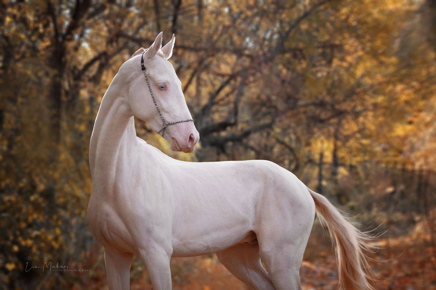 Лошадь, лошади, horse, Макари Лия