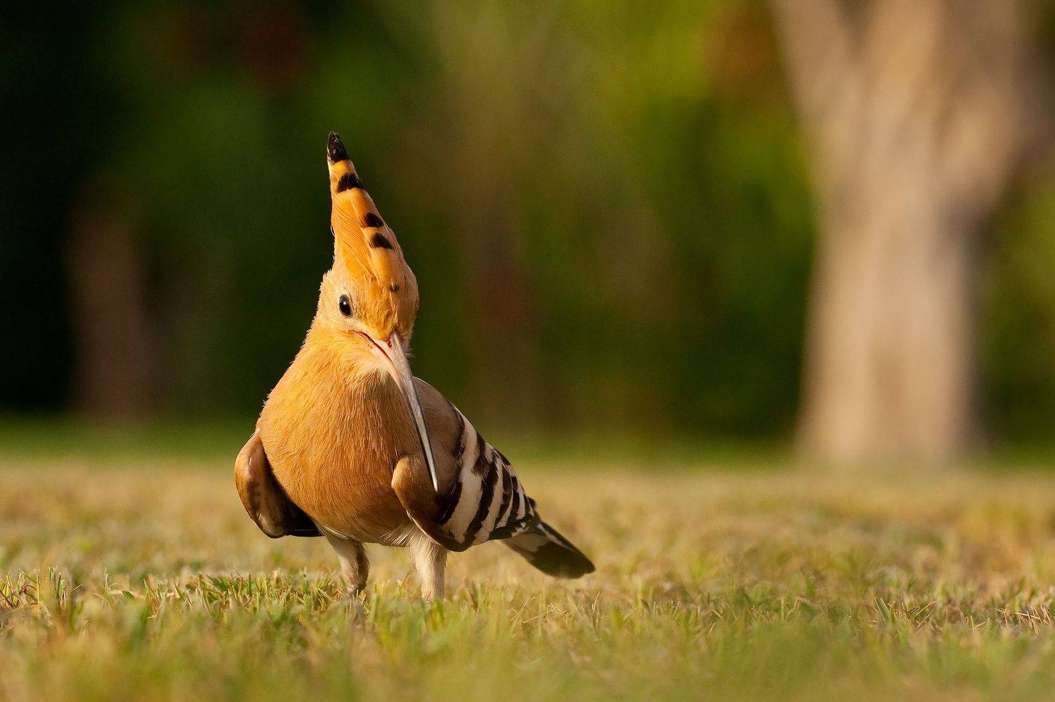 , Robert Adamec