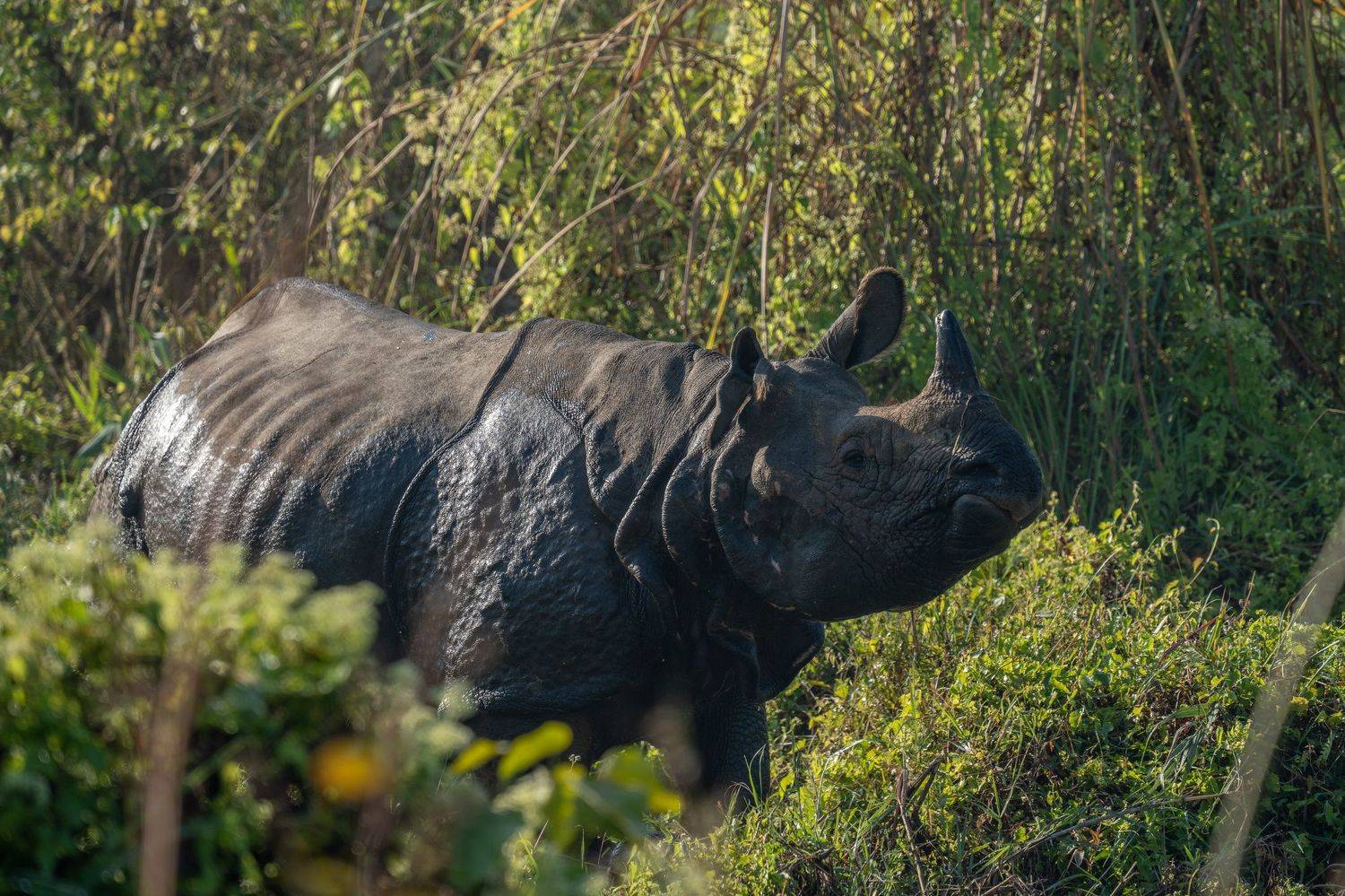 носорог, непал, читван, джунгли, Баландин Дмитрий