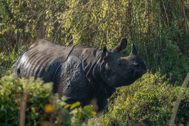 носорог, непал, читван, джунгли  фото превью