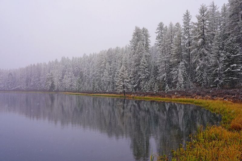 Киделю, озеро, отражение, лиственницы, Алтай, Россия Хмурое утро на Киделю фото превью