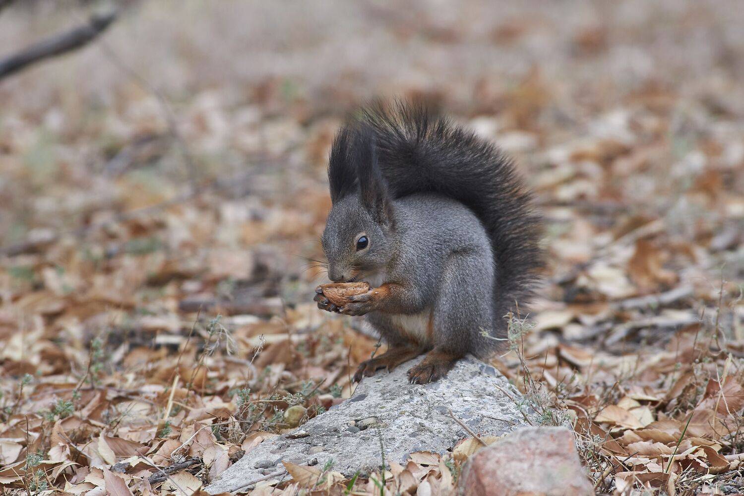 Sciurus vulgaris, volgograd, russia, squirrel, , Сторчилов Павел