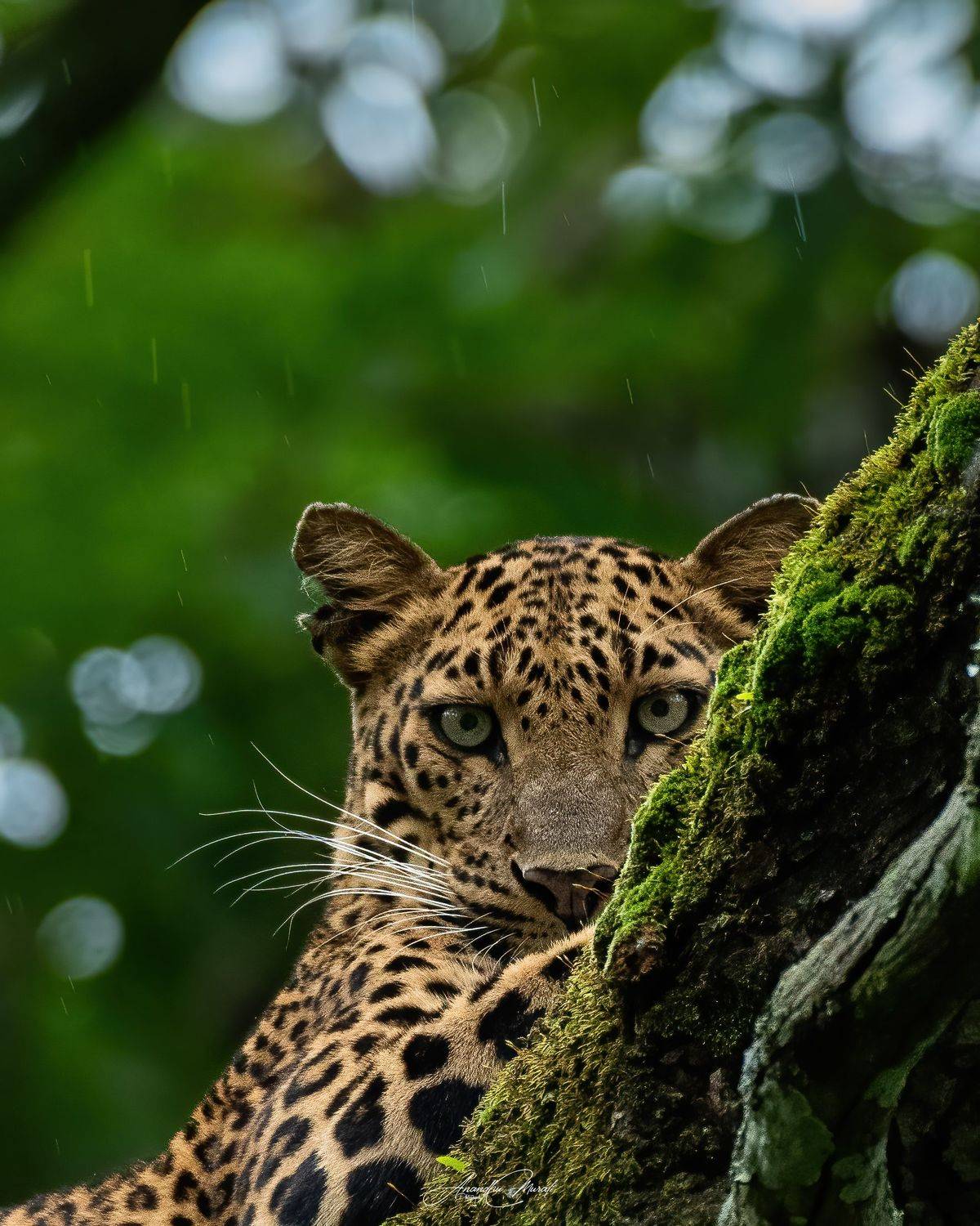 Birds Leopard India Karanataka birdphotography wildlife, Anandhu M