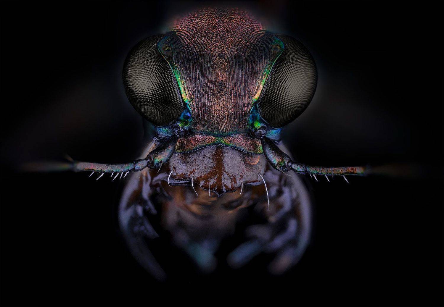 cylindera germanica, carabaeidae, Eugenijus Kavaliauskas