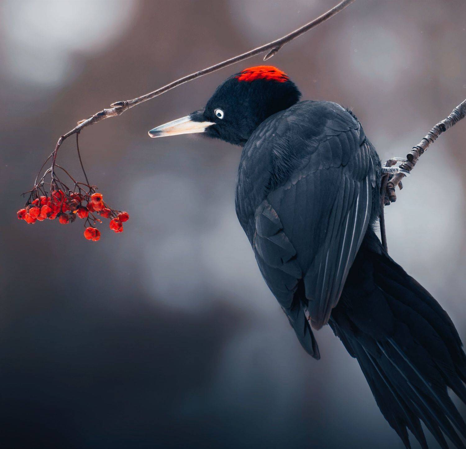 птицы России, птицы Москвы, фотоохота, наблюдение за птицами, птица, птицы, орнитология, nikon, birding, birdwatching, bird freak,  Александр