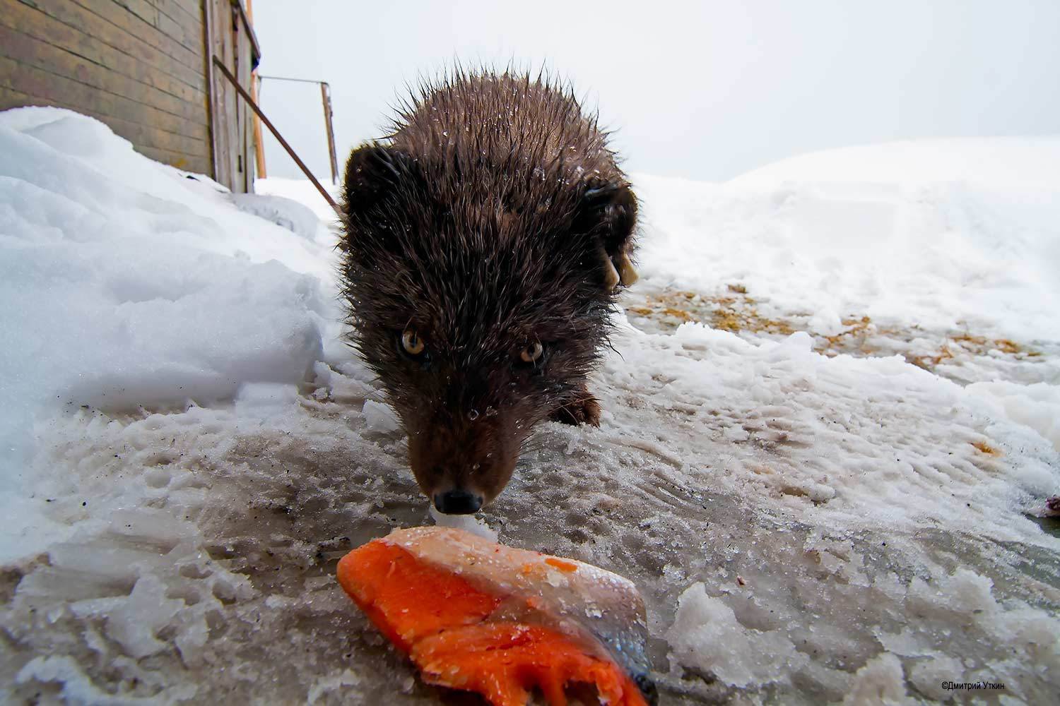 , Дмитрий Уткин