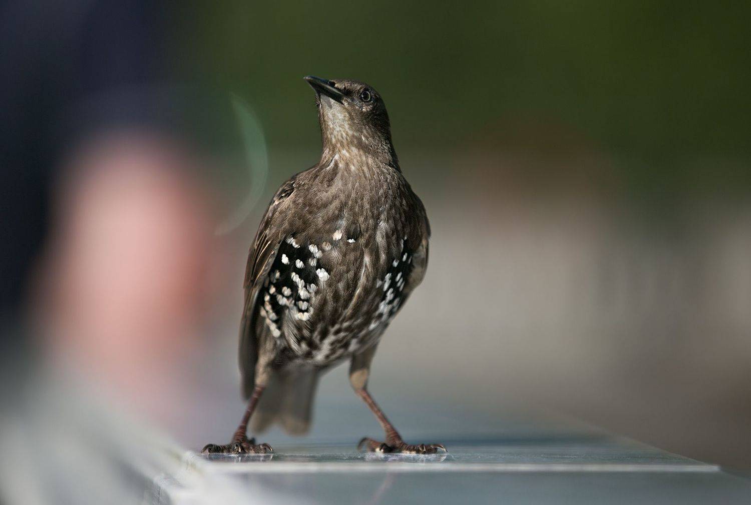 птицы в городе, дрозд, Vera Trandina