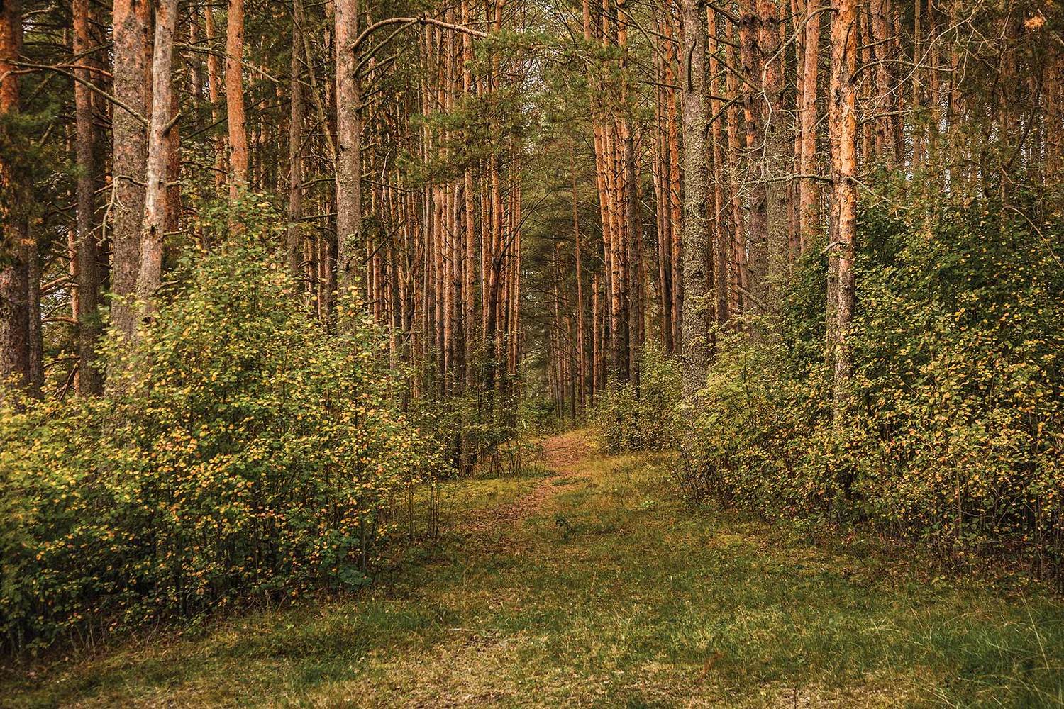 , Напалкин Станислав