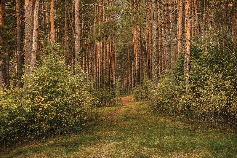 Прогулка фото превью
