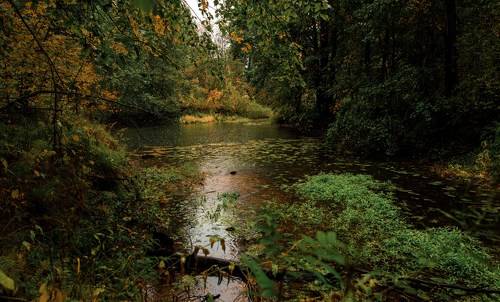 Дождливый осенний лес