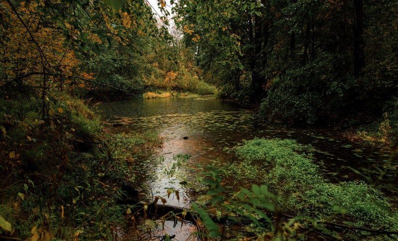 Дождливый осенний лес фото превью