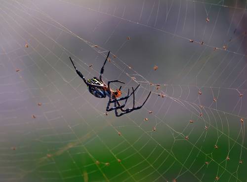 Spider