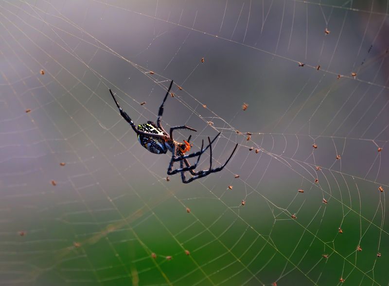 spider,macro.close,web.beauty,nikon,pleace,love,light,details,petals,fragile,wild,field,water,drops,insects,tarantula,wild Spider фото превью