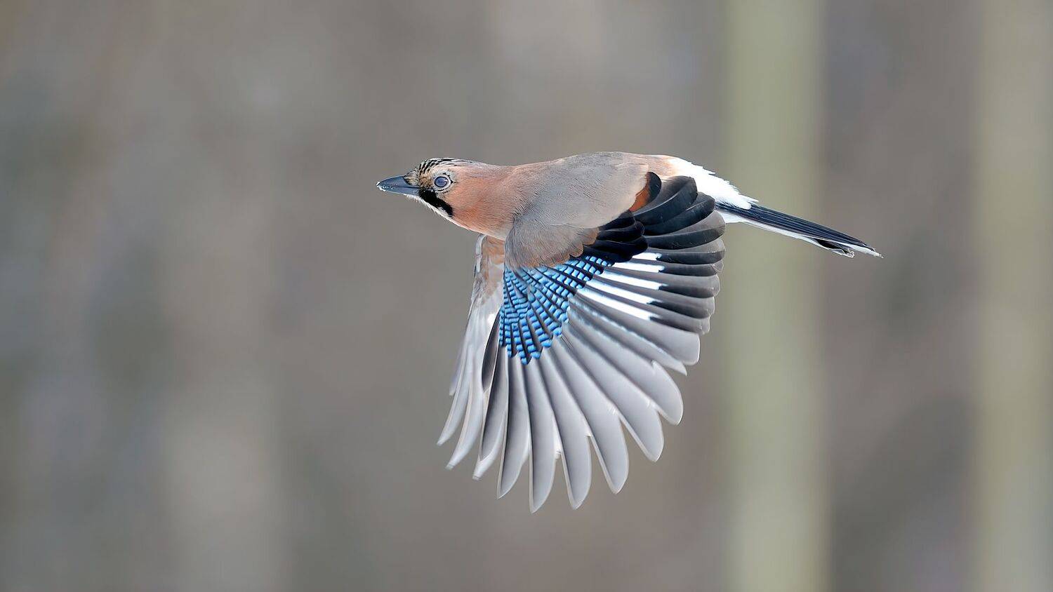 , Калинин Михаил