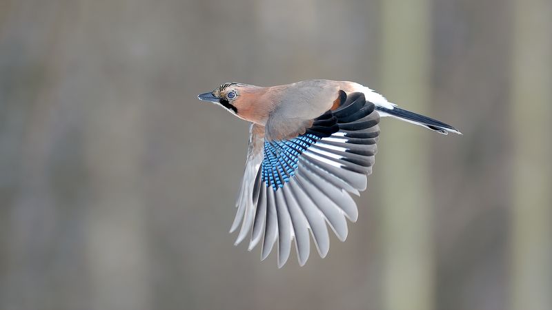 Сойка. фото превью