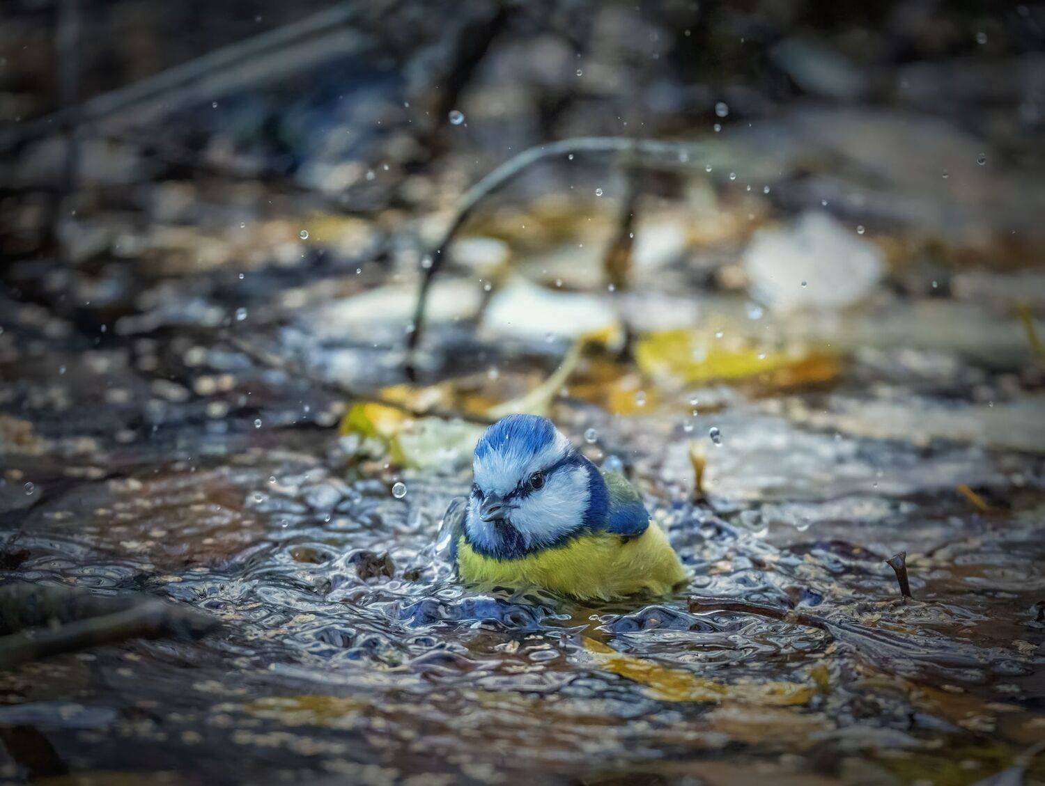 , Дэм Константин