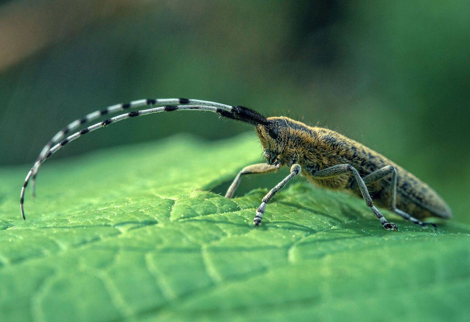 , Рут Андрей