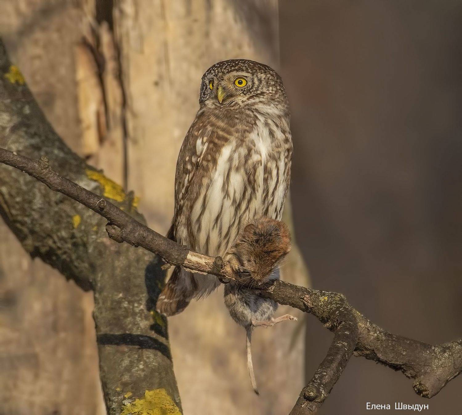bird of prey, animal, birds, bird,  animal wildlife,  nature,  animals in the wild, сыч, сычик, воробьиный сычик, воробьиный сыч, eurasian pygmy owl, owl, owls,, Елена Швыдун