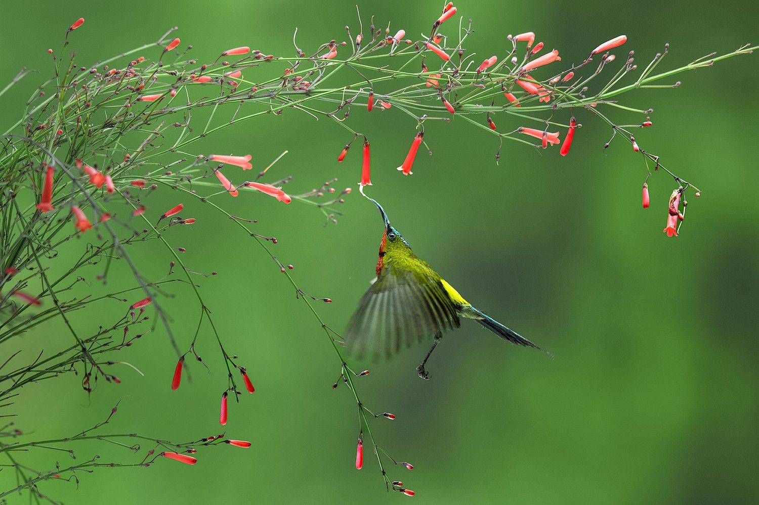 Sunbird , Budi Gunawan