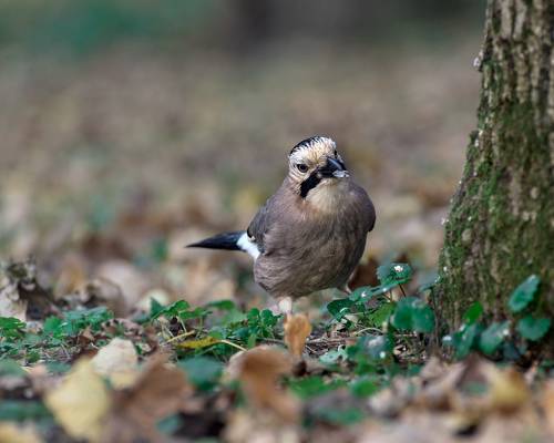 Осень. Сойка