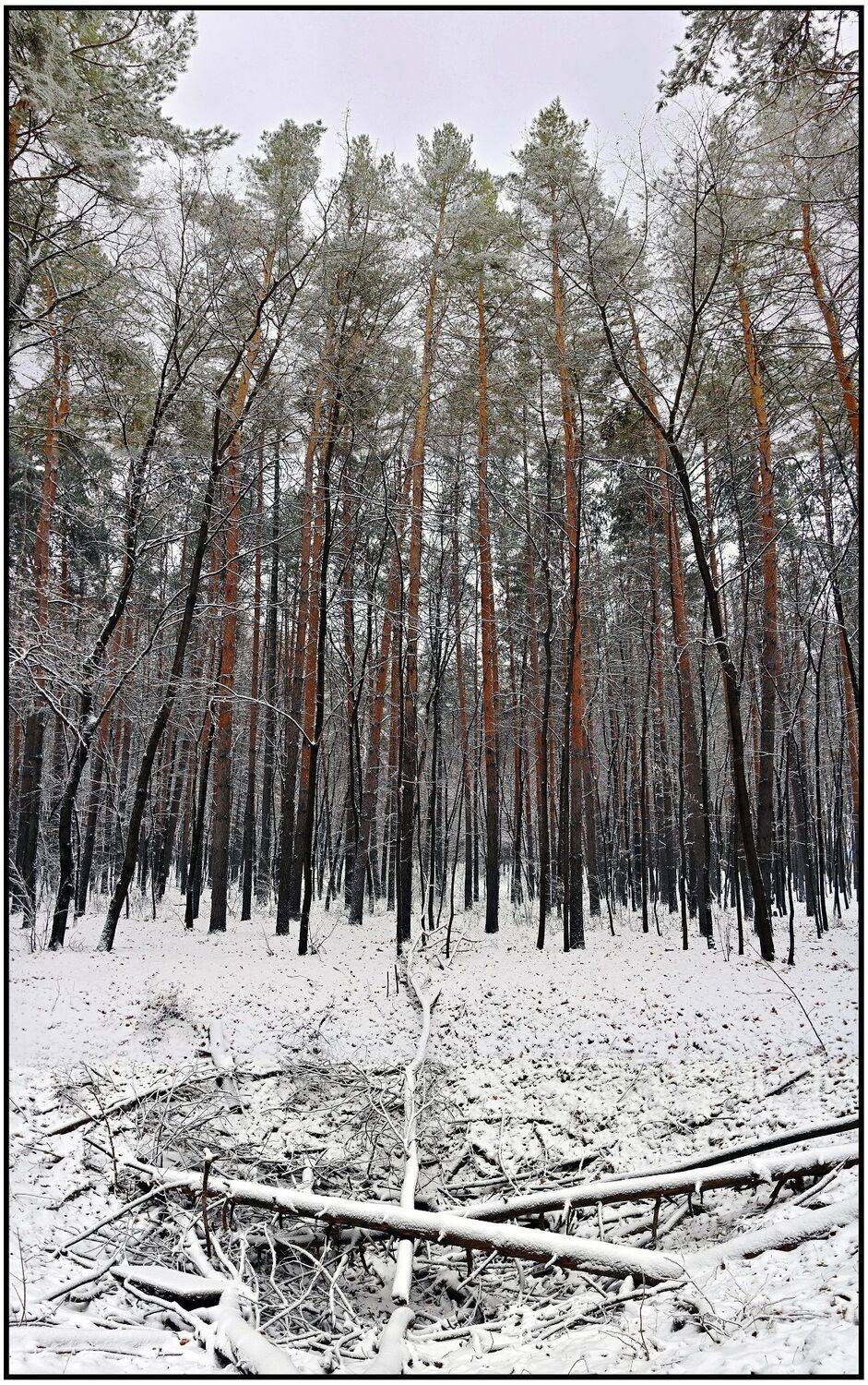 , Меднов Влад