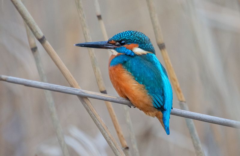 обыкновенный зимородок (alcedo atthis). санкт-петербург, ноябрь 2022г. Обыкновенный зимородок (Alcedo atthis) фото превью