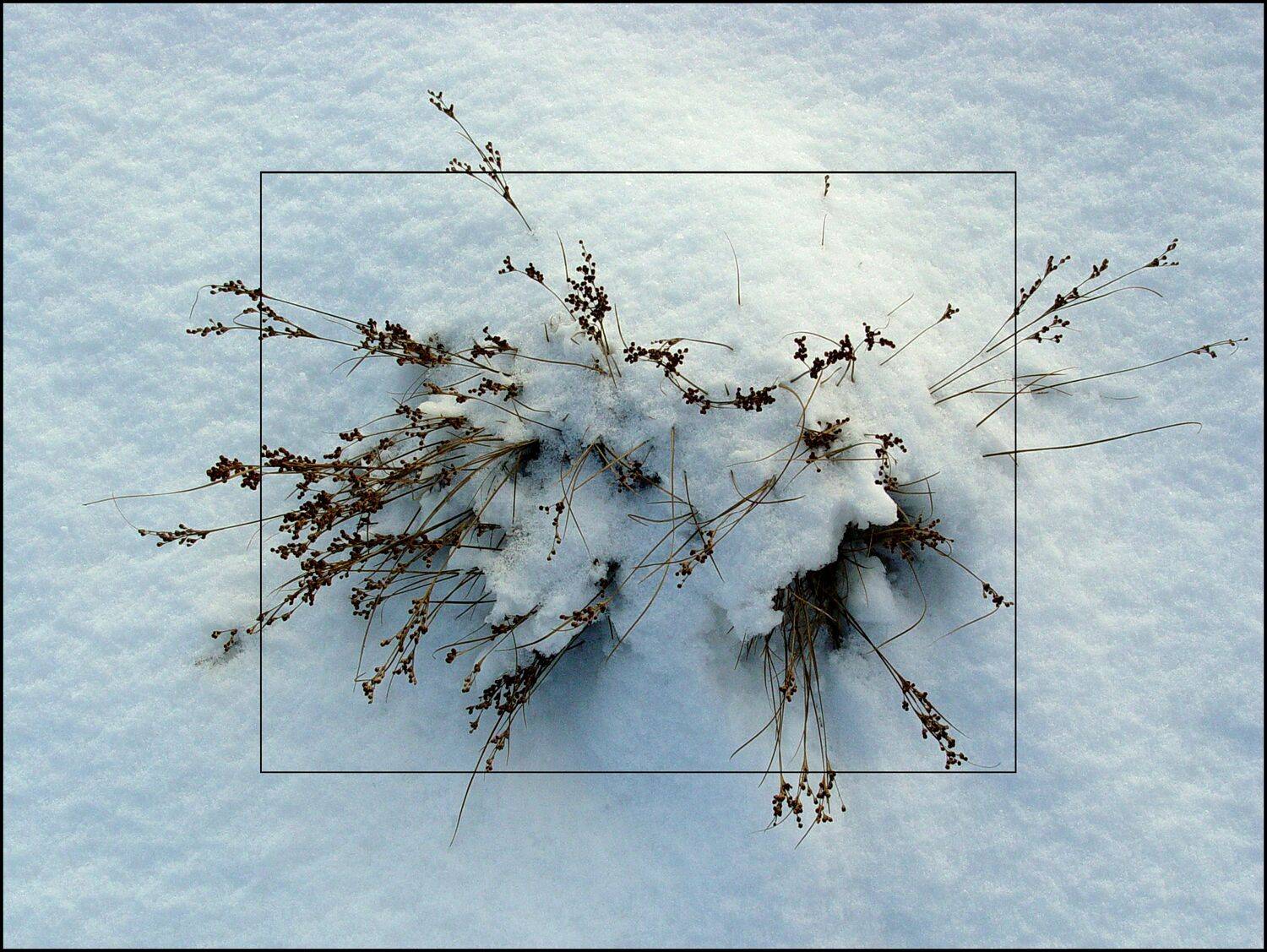 , Меднов Влад