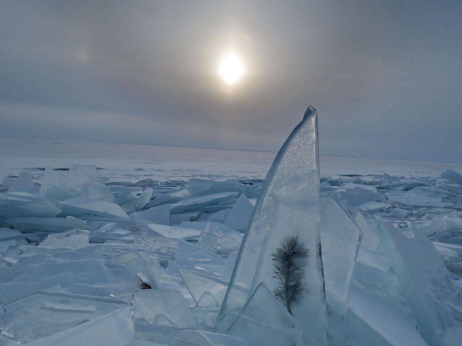 , Добролюбова Тамара