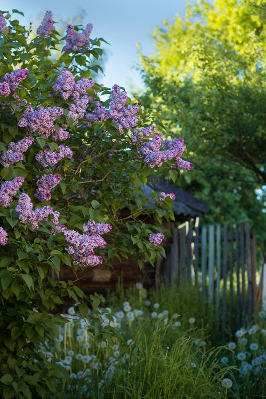 сирень, лето, одуванчики, деревня  фото превью