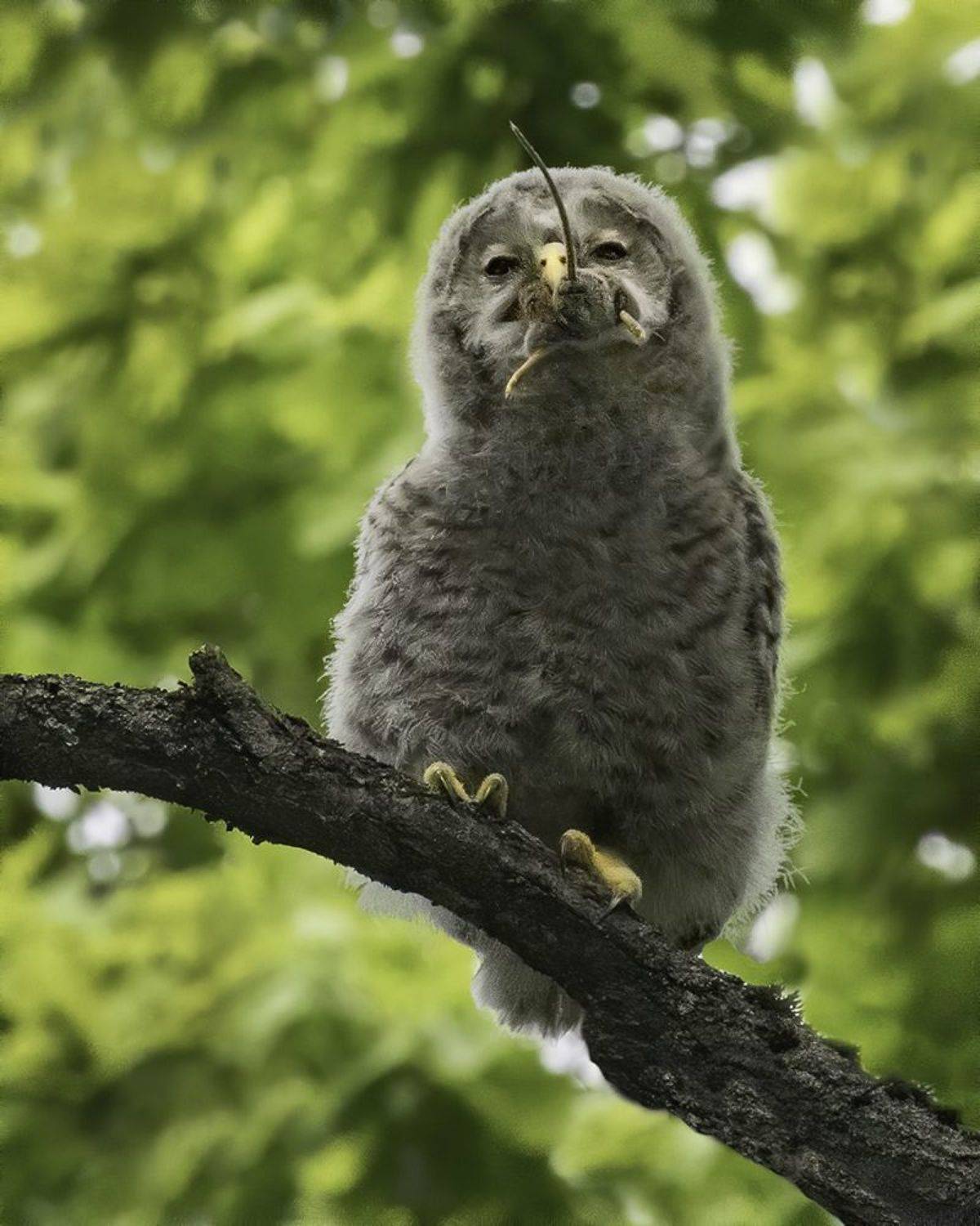 сова, неясыть, птенец, мышь, Наталия Сытина