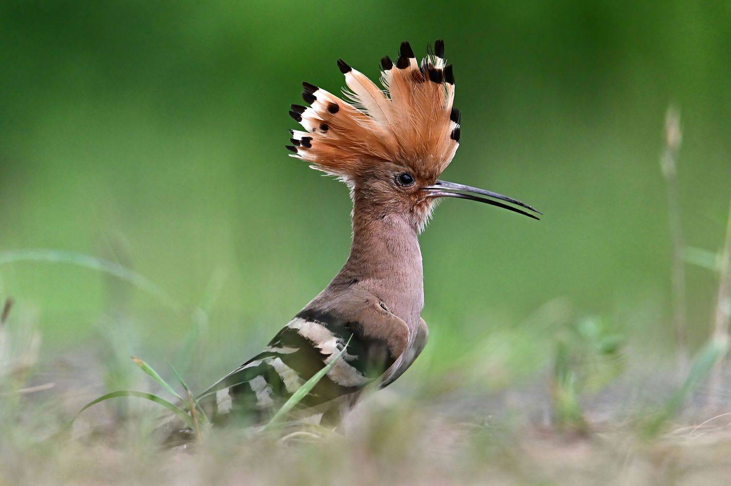 , Чернобай Анна