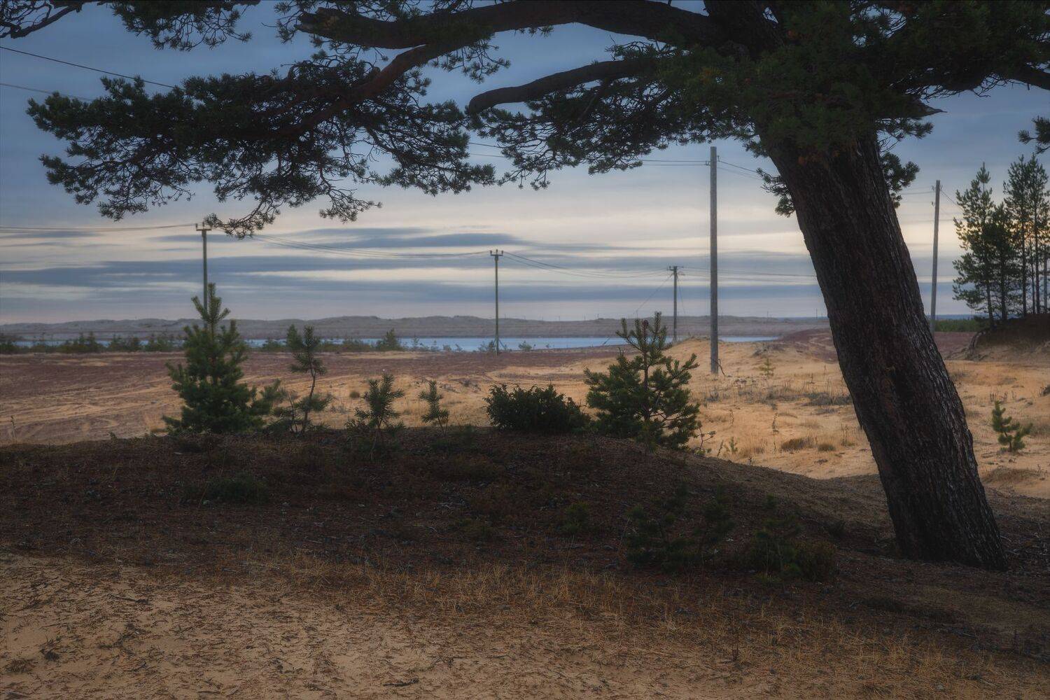 кольский полуостров мурманская область кузомень кузоменьские пески пустыня, Шишкин Дмитрий