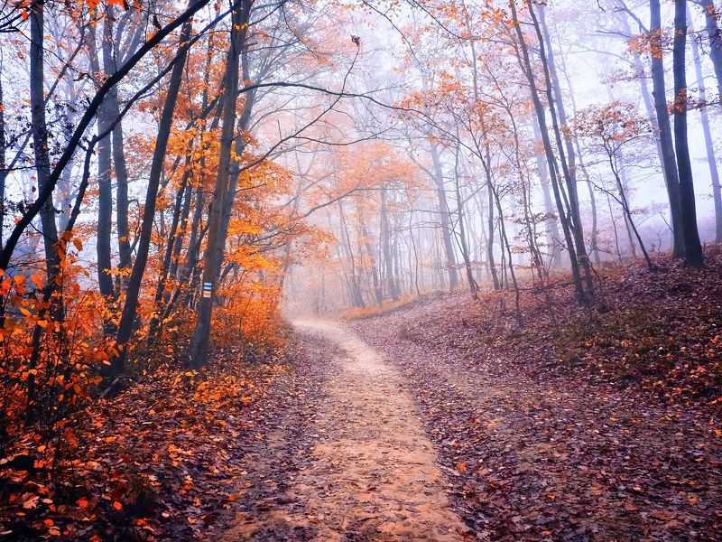 Misty forest 6 фото превью
