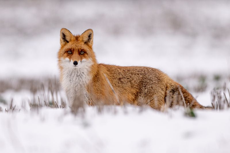 Lapsa фото превью