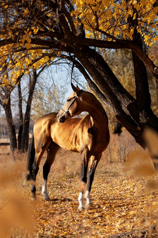 Лошадь, лошади, осень, лес, horse, horses  фото превью
