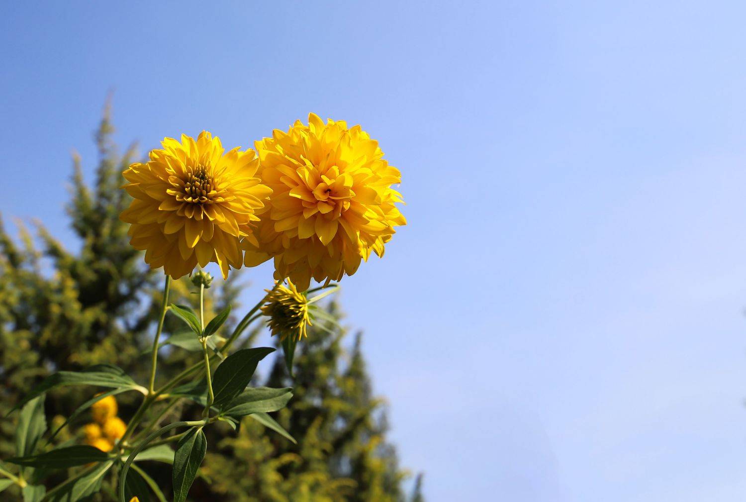 yllow, flowers, nature, lanscape, summer, autumn, bloom, blossom, garden, yard, sunny, country, countryside, DZINTRA REGINA JANSONE